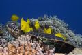 Turtle Cleaning Station in Hawaii(Yellow Tangs cleaning a Green Sea Turtle)