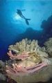 pipe sponges, Elphinstone,Red sea; Taken with 13mm on RS, dual strobes