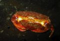 Red rock crabs, Madrona Point, BC