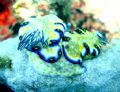 nudibranchs, outside kewalo basin, oahu, hawaii