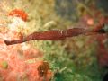 Taken at Mabul with my Cannon A 80. Cant believe my eyes seeing it What a nice beautiful underwater creature never seen before.