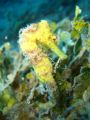 Seahorse on the Wreck of The Prince Albert. This is the best of about 20 shots I took of this guy!