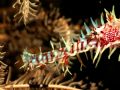 Ghost pipefish close-up taken in Lembeh Straits.