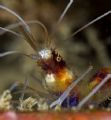 Banded Coral Shrimp. 60mm lens from Hawaii