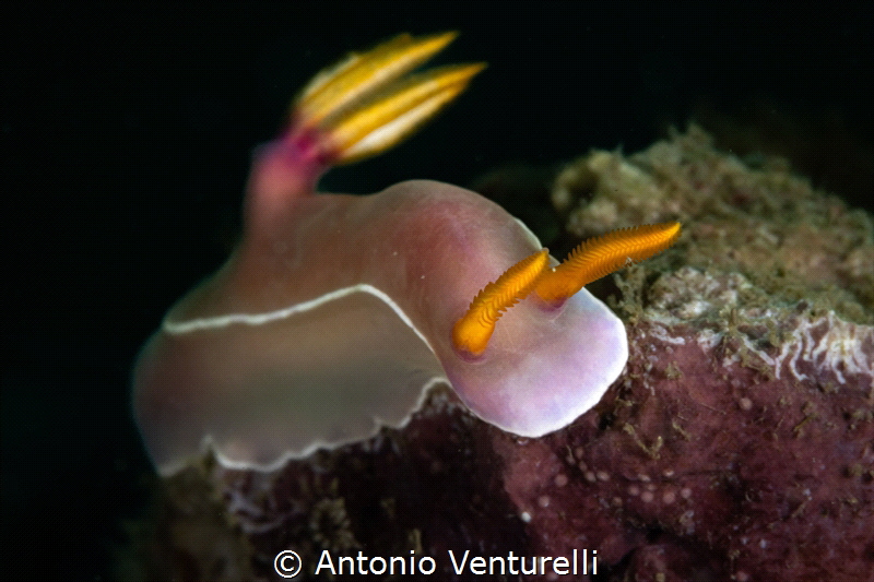 Hypselodoris bullokii nudibranch _Jan 2025
(CanonEF100,1... by Antonio Venturelli 