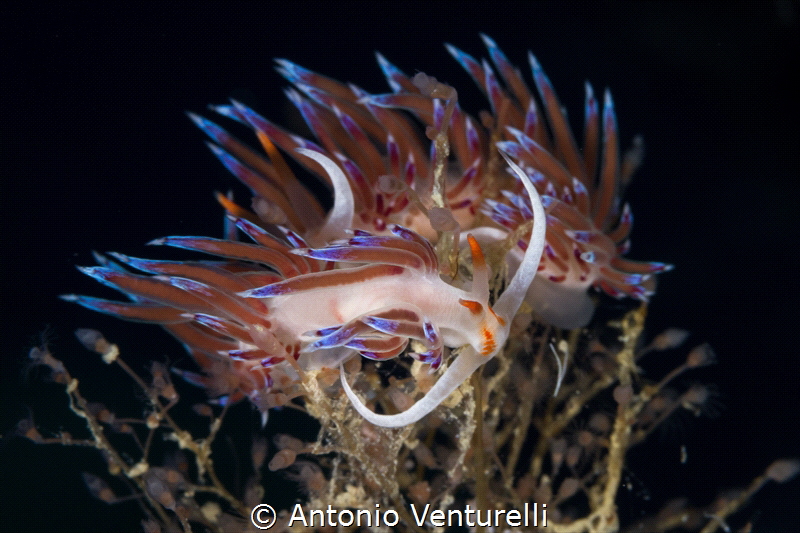 Cratena nudibranchs_September 2024
(CanonEF100,1/200,f16... by Antonio Venturelli 