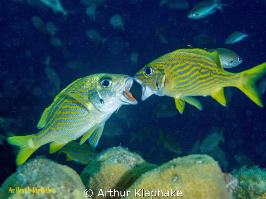 Quarrel with neighbour. Divesite Webbers Joy by Arthur Klaphake 