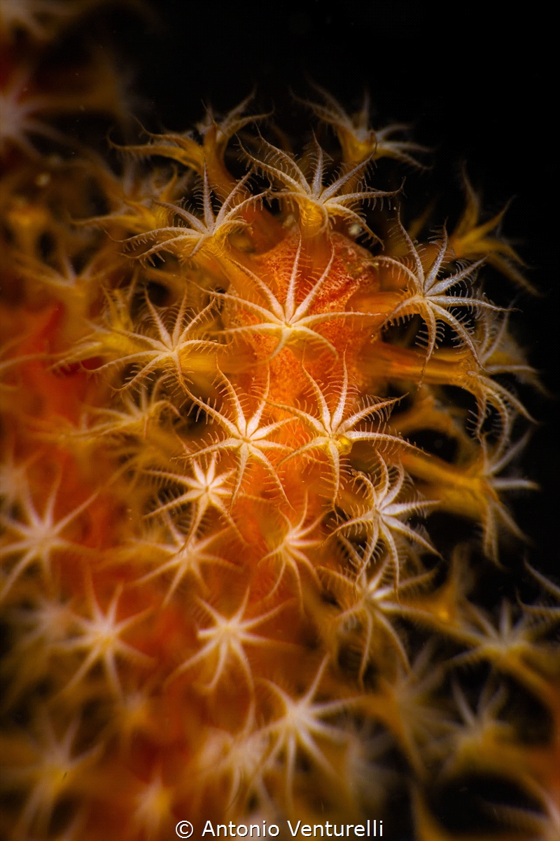 The beauty of underwater macro photography (using diopter... by Antonio Venturelli 