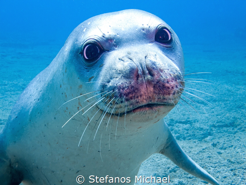 Mediterranean Monk Seal - Monachus monachus by Stefanos Michael 