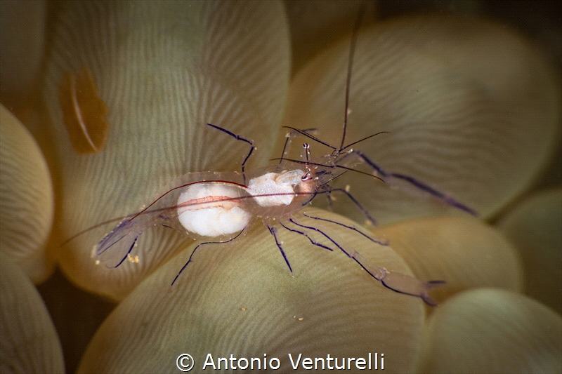 Bubble coral shrimp_February 2025
(Canon EF100,1/200,f22... by Antonio Venturelli 