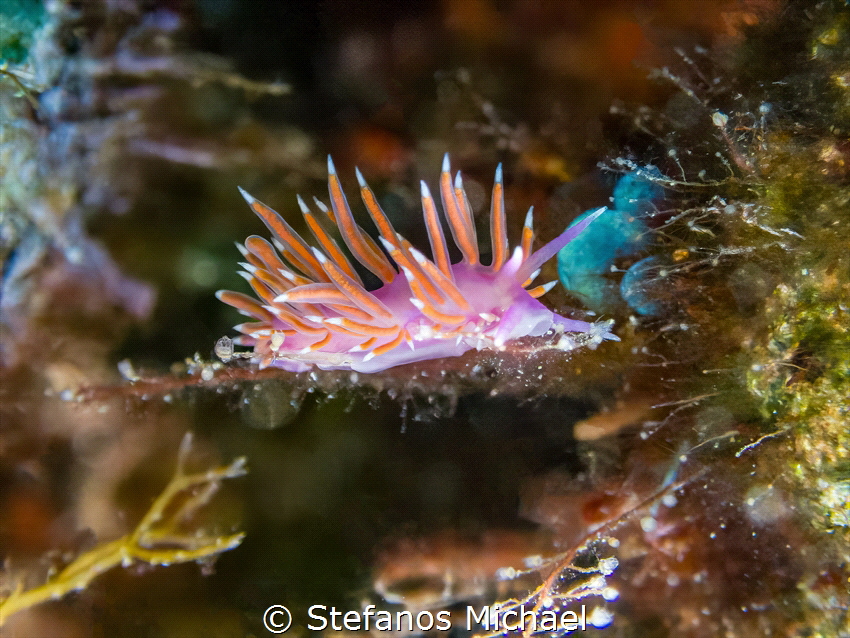 Aeolid Nudibranch - Edmundsella pedata by Stefanos Michael 