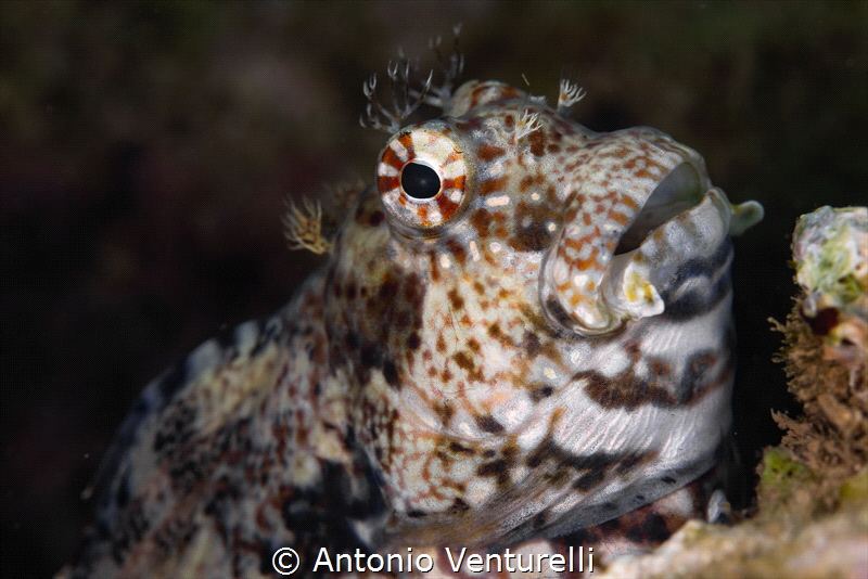 Barnacle blenny_February2025
CanonEF100,1/200,f10,iso125) by Antonio Venturelli 