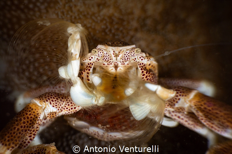 Coral crab_February 2025
(CanonEF100,1/200,f22,iso125) by Antonio Venturelli 