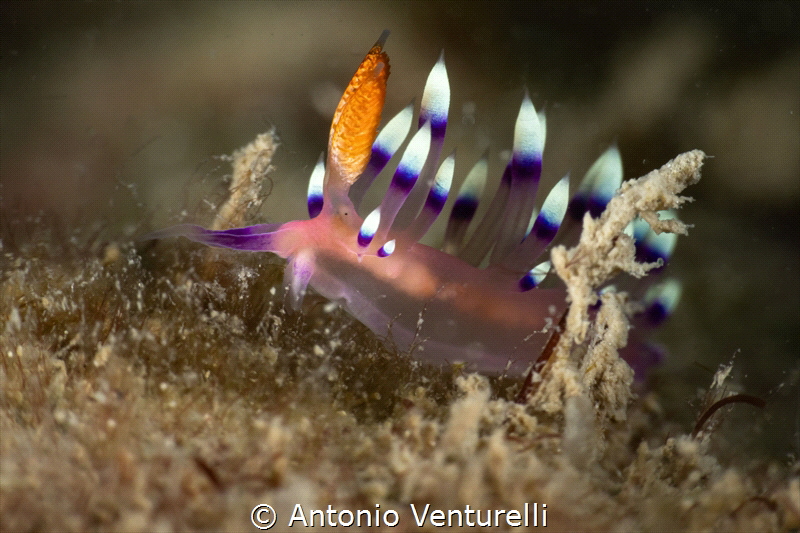 Coryphellina exoptata_February 2025
(CanonEF100,1/200,f2... by Antonio Venturelli 