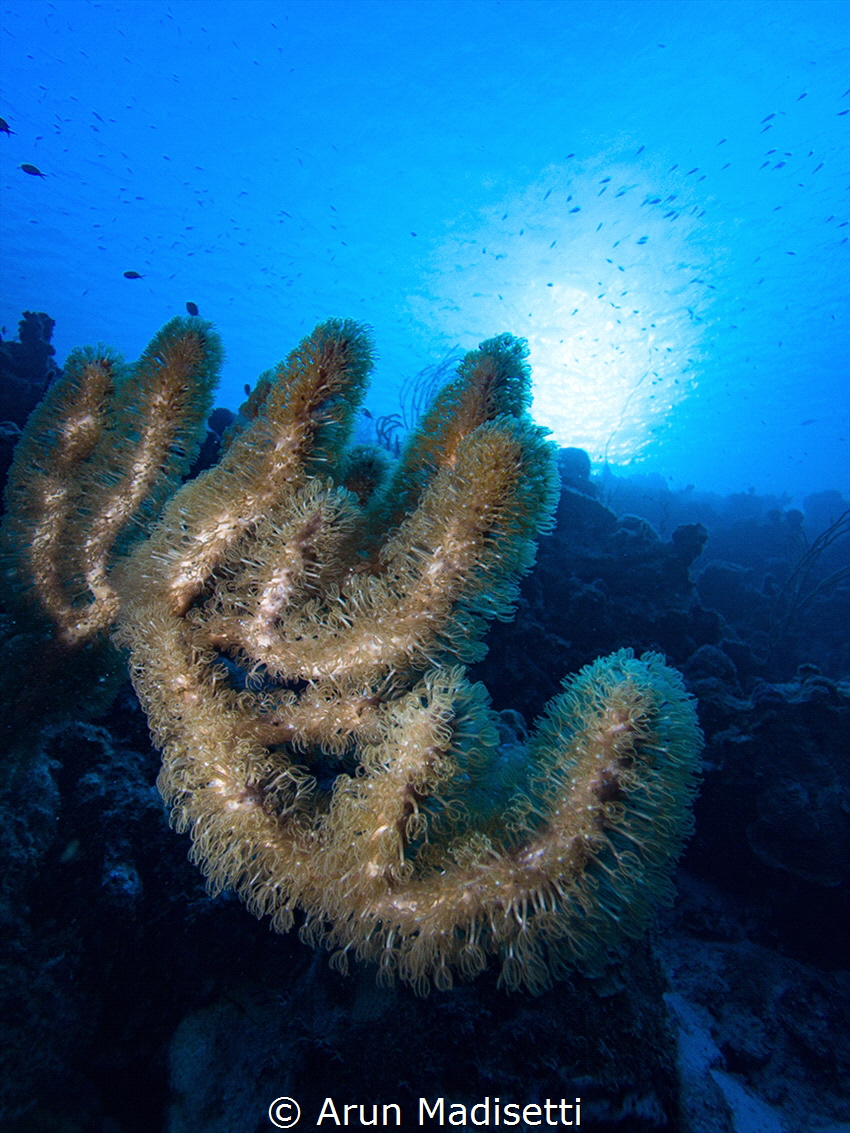 Healthy octocorals on the reef in Bonaire (not in the dro... by Arun Madisetti 