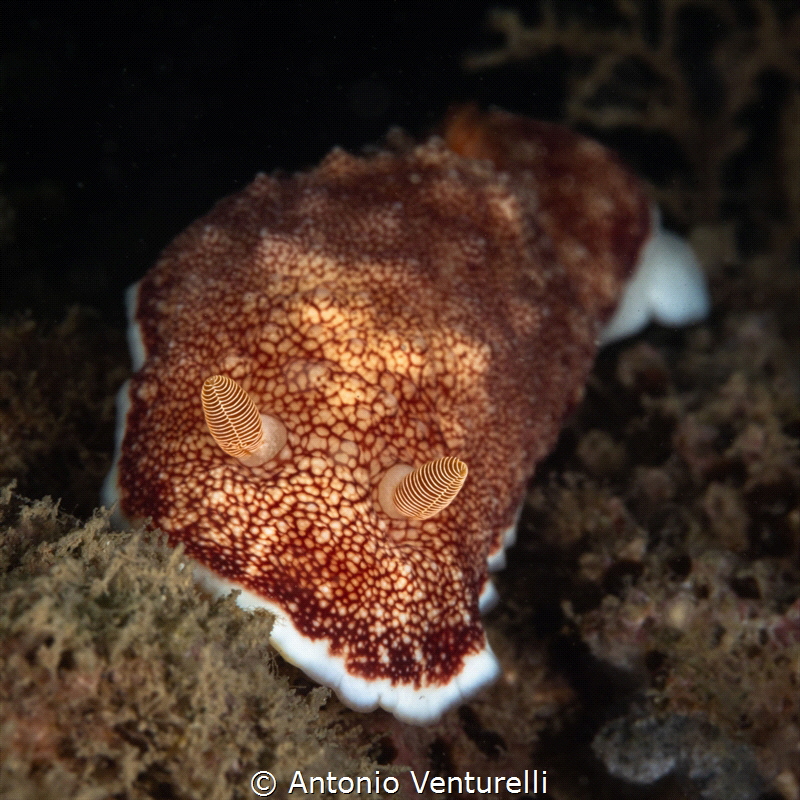 Goniobranchus reticulata nudibranch_February 2025
(Canon... by Antonio Venturelli 