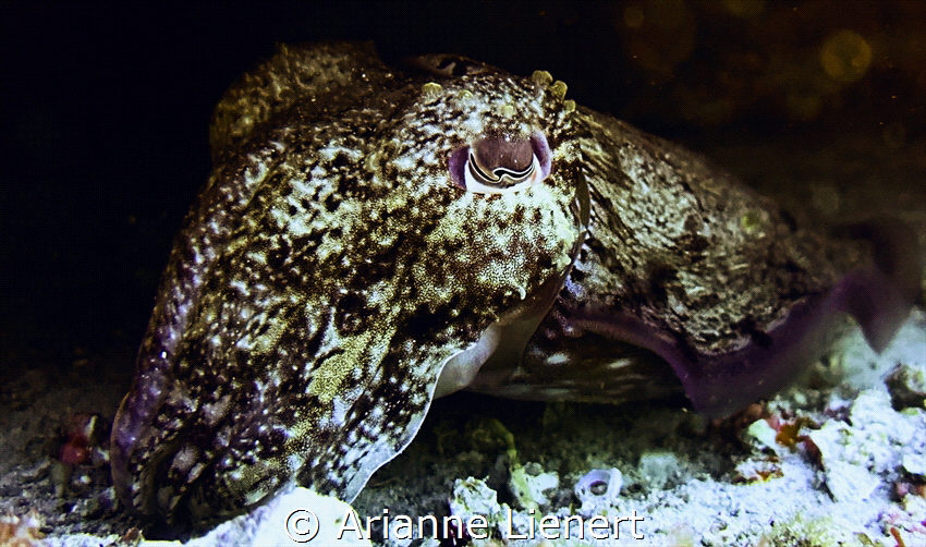 A beautiful cuttlefish showing off their magical colours ... by Arianne Lienert 