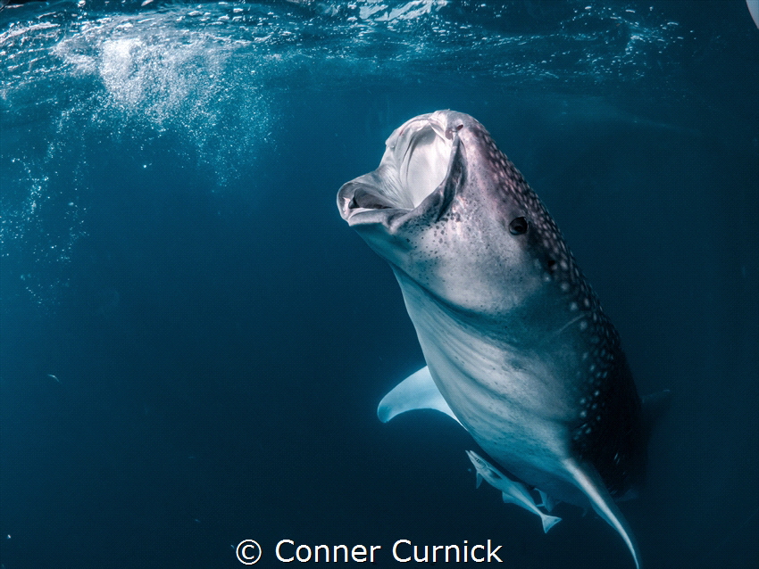 Whale shark from Triton Bay, underneath a fishing Bagan. by Conner Curnick 