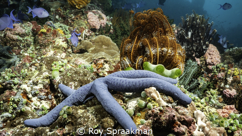 Taken Sombrero site off Anilao, Batangas, Philippines by Roy Spraakman 