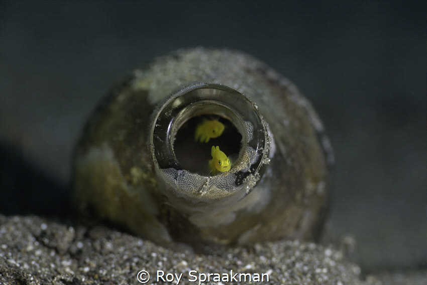 Lemon Goby's in a bottle taken at Anilao, Batangas, Phili... by Roy Spraakman 