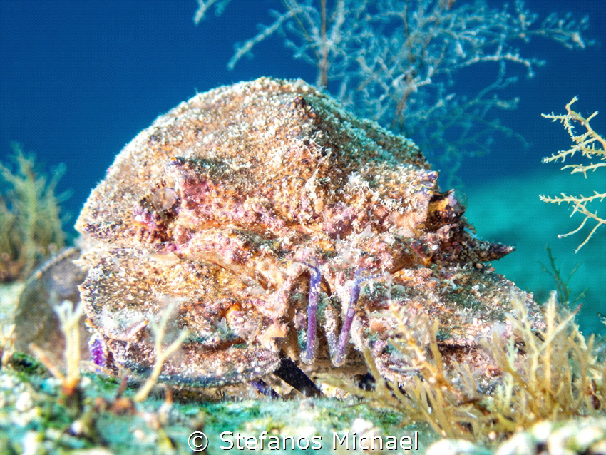 Mediterranean Slipper Lobster - Scyllarides latus by Stefanos Michael 