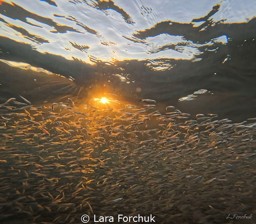 Sunset in the Sea of Cortez. Fish minnow hatch was captur... by Lara Forchuk 