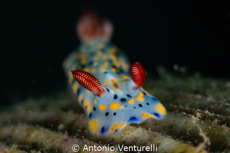 Hypselodoris infucata nudibranch _March 2025
(CanonRF100... by Antonio Venturelli 