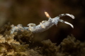 Samla bicolor nudibranch_February 2025
 CanonEF100 1/200 f22 iso200 