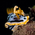 Chromodoris annae_February 2025
 CanonEF100 1/200 f16 iso200 