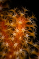 The beauty of underwater macro photography  using diopters is that you can get very close and focus on something specific like these soft coral petals that look like freshly bloomed daisies._February 2025
 CanonEF100 1/200 f22 iso200 