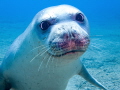 Mediterranean Monk Seal   Monachus monachus