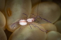 Bubble coral shrimp_February 2025
 Canon EF100 1/200 f22 iso125 