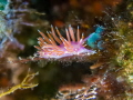 Aeolid Nudibranch   Edmundsella pedata