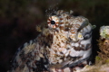 Barnacle blenny_February2025
CanonEF100 1/200 f10 iso125 