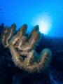 Healthy octocorals on the reef in Bonaire (not in the drop down menu). I guess Aruba is closest. Sealife micro3 seadragon lights