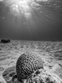 Almost functionally extinct in the Caribbean  this beautiful D.Lab  grooved brain coral  is healthy.  BONAIRE  . Sealife micro3