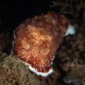 Goniobranchus reticulata nudibranch_February 2025
 Canon EF100 1/200 f22 iso125 