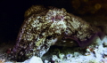 A beautiful cuttlefish showing off their magical colours whilst hiding under a ledge. Taken at Busselton Jetty  Western Australia. 
This image was shot with Iphone 14 pro   sealife sportdiver