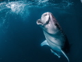 Whale shark from Triton Bay  underneath a fishing Bagan.