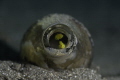 Lemon Goby s in a bottle taken at Anilao  Batangas  Philippinges