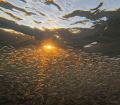 Sunset in the Sea of Cortez. Fish minnow hatch was captured with GoPro 12.