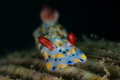 Hypselodoris infucata nudibranch _March 2025
(CanonRF100,1/200,f18,iso100)