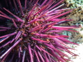 Purple Sea Urchin   Paracentrotus lividus